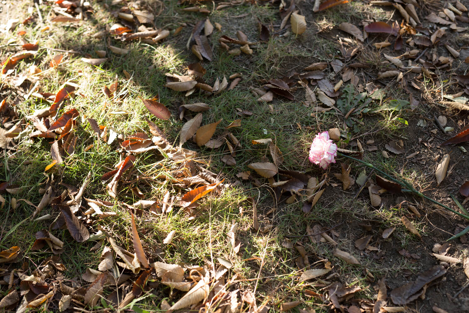 生田千秋の写真