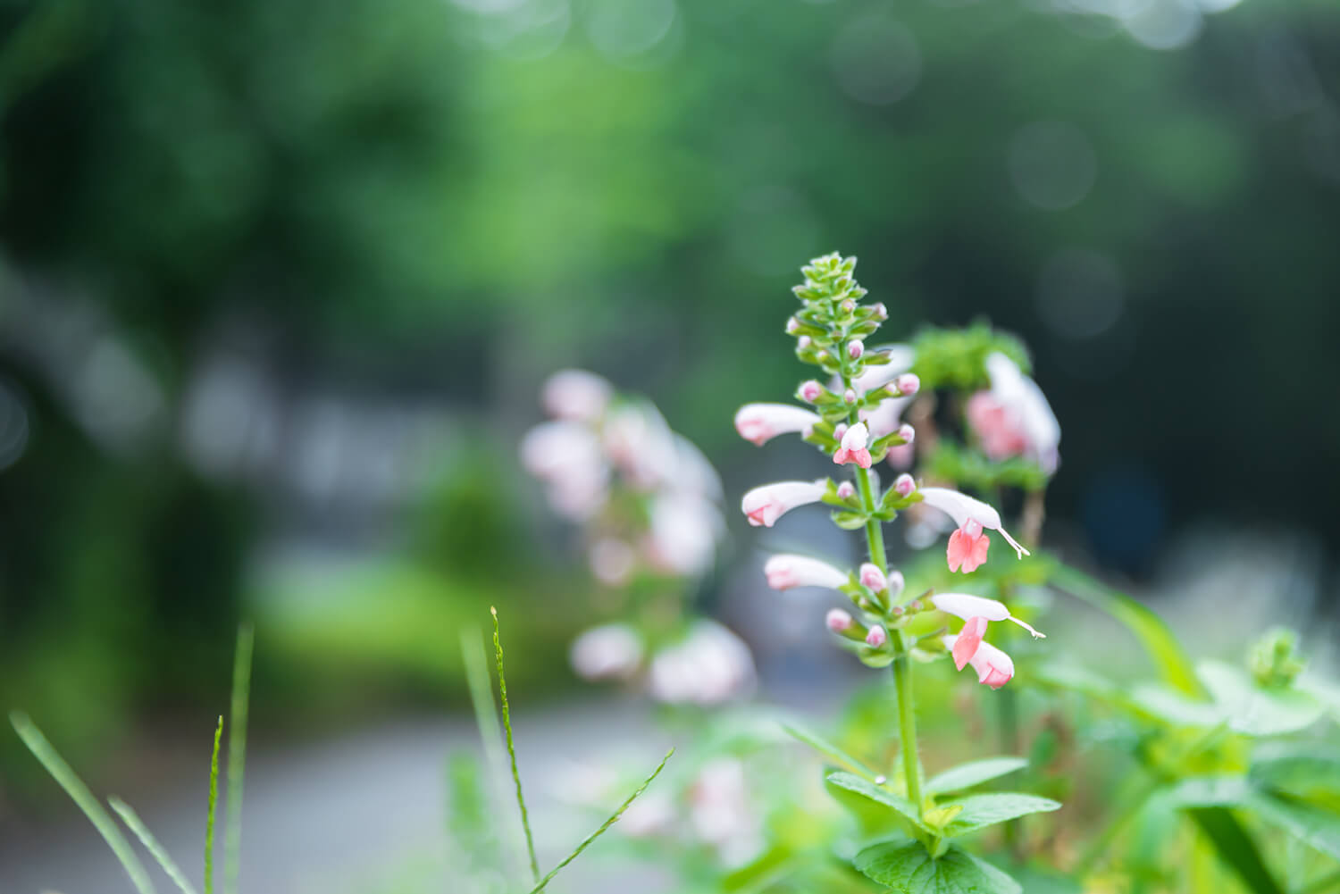 つじまこの写真