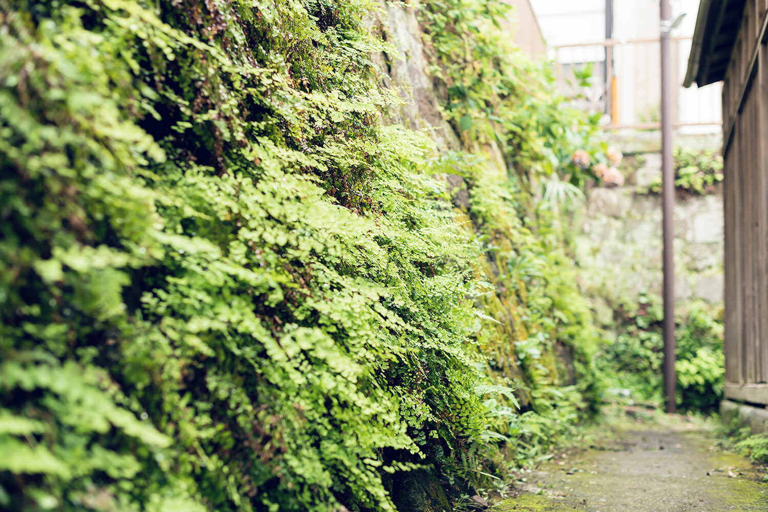 つじまこの写真