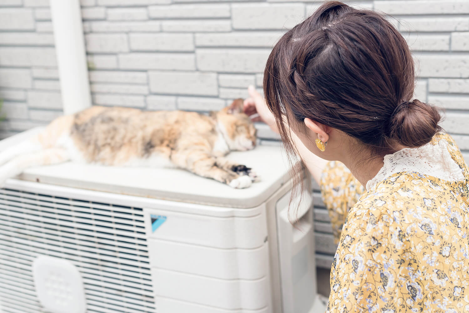 つじまこの写真