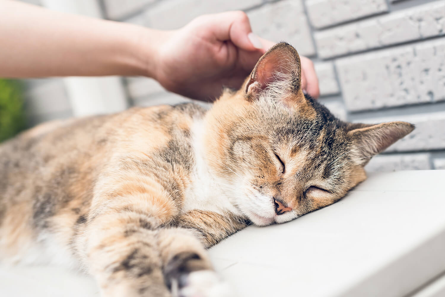 つじまこの写真