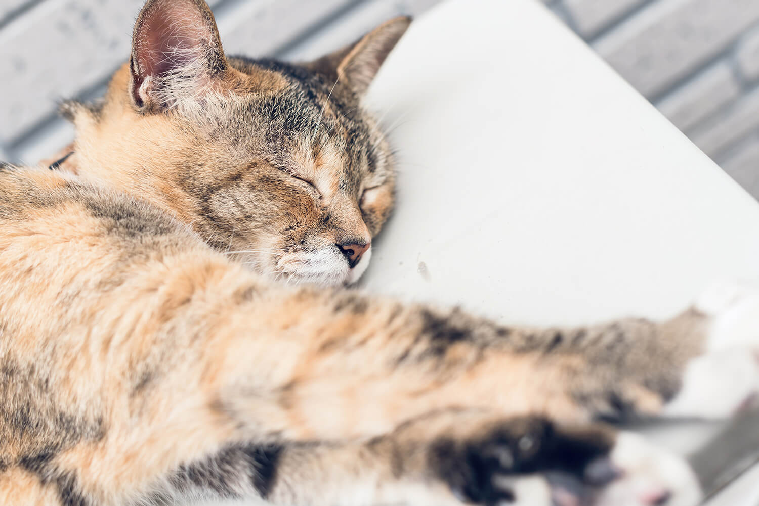 つじまこの写真