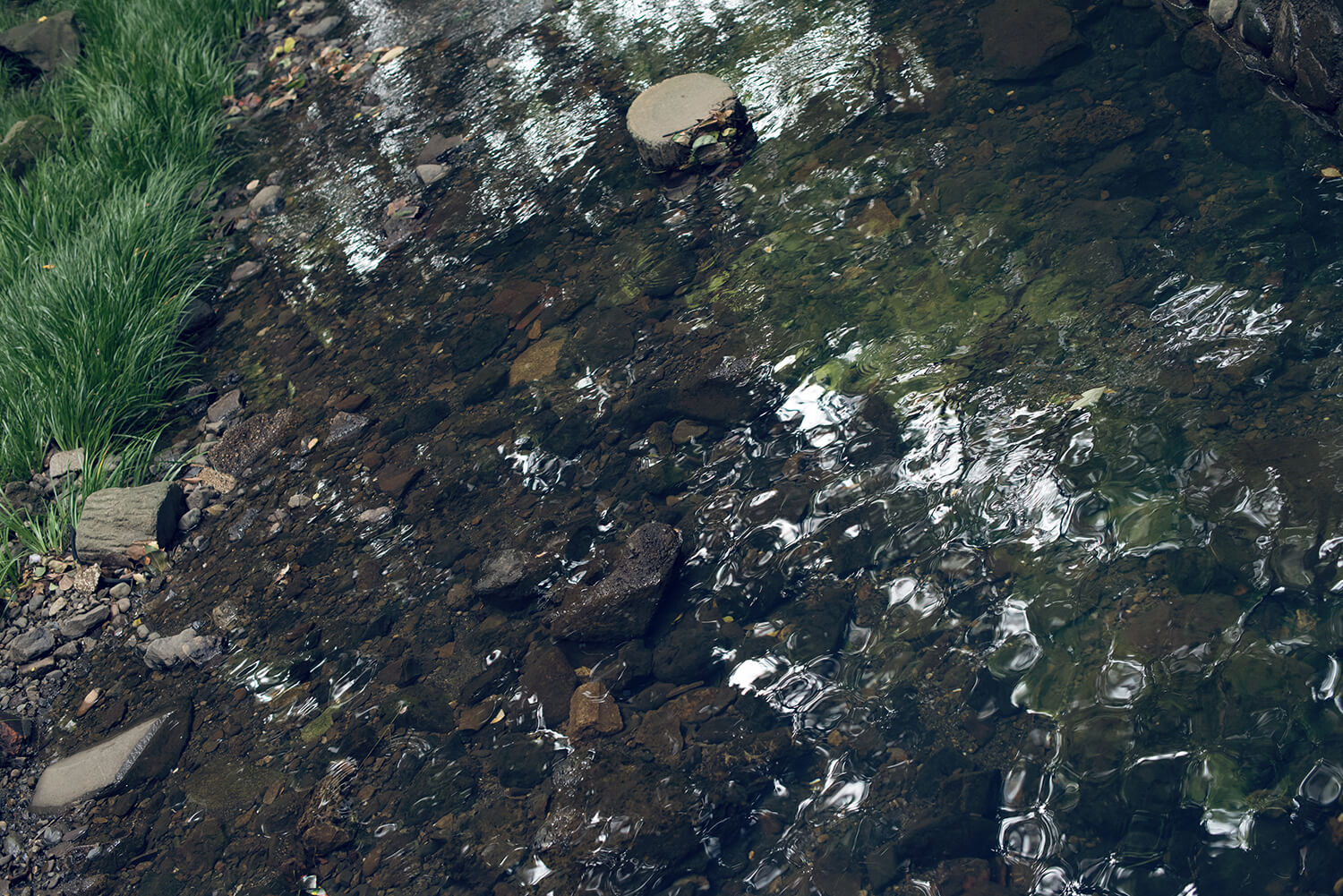 保坂玲奈の写真